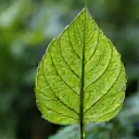 Simbol frunză, reprezentând un expert în botanică.